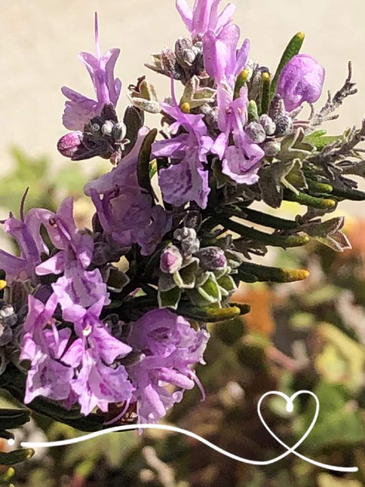 Vxrneeooedqqmm Vxrneeooedqqmm