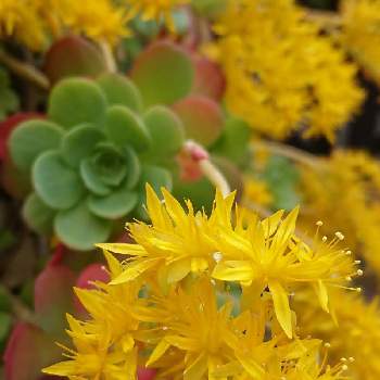 鮮やかなの画像 by BLANKAさん | お出かけ先とセダムパセリと多肉植物と鮮やかなと観葉植物とお散歩道と可愛い花と黄色い花と花のある暮らし