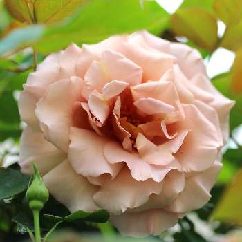 つるジュリアの画像 by marrieさん | フェンスとつるジュリアとバラを楽しむと植物男子とばら バラ 薔薇とmarrieバラ