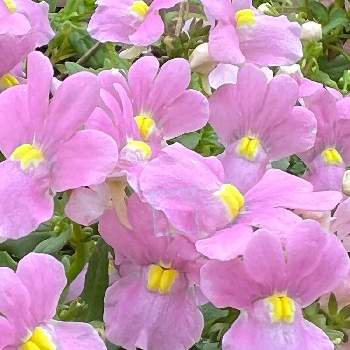 いやしの画像 by あーちゃんさん | 小さな庭とネメシアとかわいい♡と春だねといやしとピンクの花♡