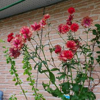 ラナンキュラスラックス ムーサの画像 by りょうたんさんさん | 小さな庭とラナンキュラスラックス ムーサと苗からの成長と+1558とおうち園芸とおひとりさまと鉢植えと花のある暮らしとお花は癒しと球根植物と7号深鉢