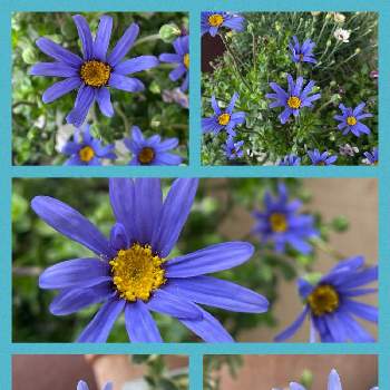 花に惹かれて癒されるの画像 by ユーリさん | バルコニー/ベランダとブルーデージー　オリオンと斑入りブルーデージー カシオペアとG,Sの皆さんに感謝と植物のある暮らしと斑入りの花と色鮮やかな花と植物が好き♡と花に惹かれて癒されると花に癒される日々と青い花色
