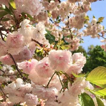 快晴の画像 by ジェシーさん | お出かけ先と青空と快晴とあしかがフラワーパークと八重桜満開