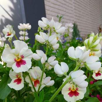 GSを楽しむ♪の画像 by ドジエさん | 小さな庭とGS日和と*パンジー・ビオラ*と季節のお花と*白いお花*と休日を楽しむ♪と自然の癒しと花のある暮らしとGSを楽しむ♪