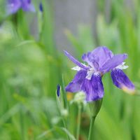 イチハツ,花のある暮らし,宿根草♪,伊豆の庭,✨アイリスの画像