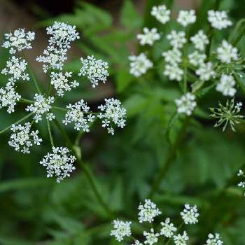 セリ科の花の投稿画像一覧 Greensnap グリーンスナップ