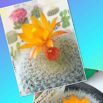 雪晃の画像 by ほわほわさん | 窓辺と雪晃とサボテン科とサボテン☆と サボテンとサボテンの蕾とサボテンの花