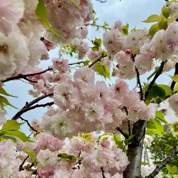 バラ科サクラ属の画像 by lunaさん | ヤエザクラと落葉高木とサクラ属とピンクの花とピンクワールドとバラ科とピンクワールドへ ようこそと俳句と春色と春色ピンクと落葉広葉樹と植栽とバラ科サクラ属と桜フォトコン2022と静かな日曜日とビューティフルサンデー