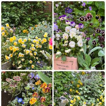 春の寄せ植えの画像 by ミルポポさん | 小さな庭と春の寄せ植えとビオラ・パンジーとありがとう♡と春の花壇といやし♪