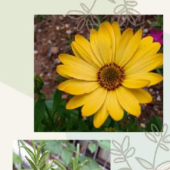 花が咲かないの投稿画像一覧 Greensnap グリーンスナップ