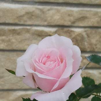 いやしの画像 by ともちんさん | 小さな庭とピンクの花といやしと可愛いお花と花のある暮らしと薔薇♪とバラ・ミニバラ