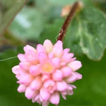ポリゴナムの画像 by みぃさん | 小さな庭とピンクの花とポリゴナムとありがとう♡と眺めて幸せと花のある生活と世界の平和を祈ると花となかよしと小さな幸せ♡と花のある暮らしとかわいいと優しい色