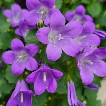カラフルな花の画像 by Kさん | 小さな庭と名前を教えて！と可憐な花と可愛い花と紫色の花とカラフルな花と春の草花