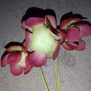 サラセニア・プルプレアの画像 by ともさん | サラセニア・プルプレアと食虫植物とサラセニアと食虫植物の花と赤い花