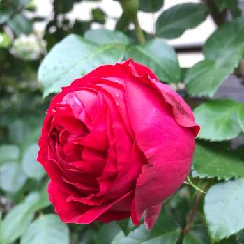 ルージュ ピエール ドゥ ロンサールの画像 by anneさん | 小さな庭とルージュ ピエール ドゥ ロンサールとおうち園芸とバラが好きとバラを楽しむと地植えとバラはいいなぁ
