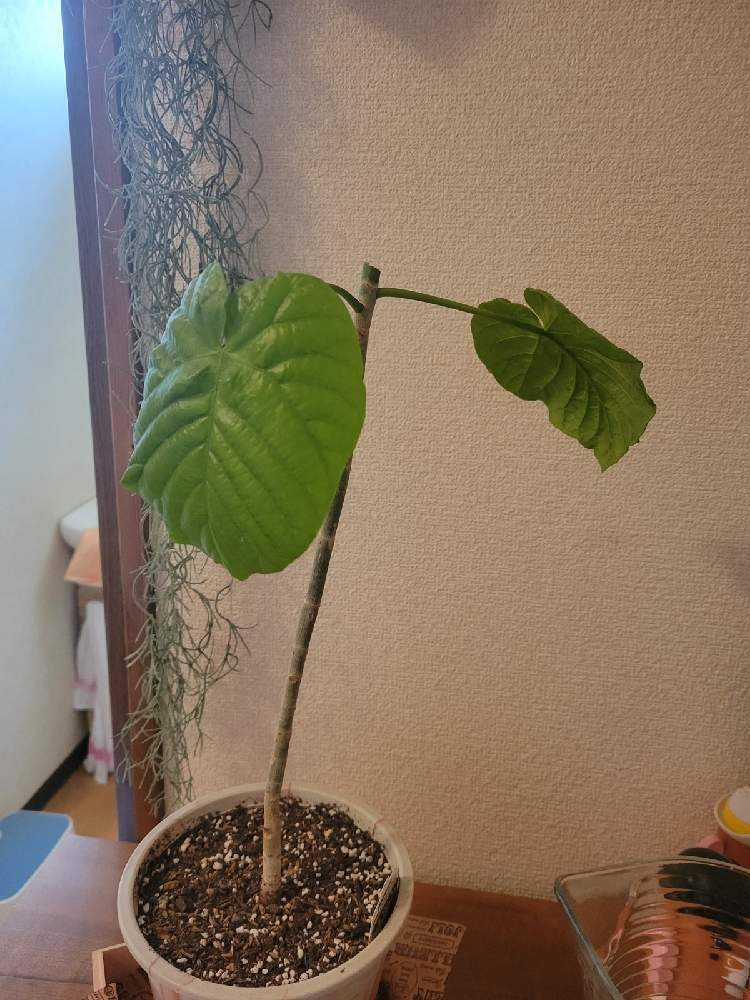 ウンベラータを剪定 Greensnap グリーンスナップ