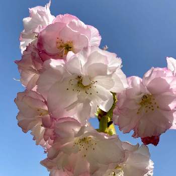 記念樹の画像 by ruriさん | 桜‎٭❀*楊貴妃と春ですね♡と田舎の家と❤️桜リレー♬と美しい✨✨と記念樹と阿智村