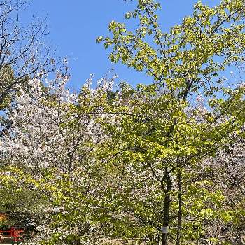 カワヅザクラの画像 by のんのんさん | お出かけ先とソメイヨシノと京都府立植物園。とカワヅザクラと桜フォトコン2022
