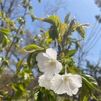 カワヅザクラの画像 by のんのんさん | お出かけ先と京都府立植物園。とカワヅザクラと桜フォトコン2022