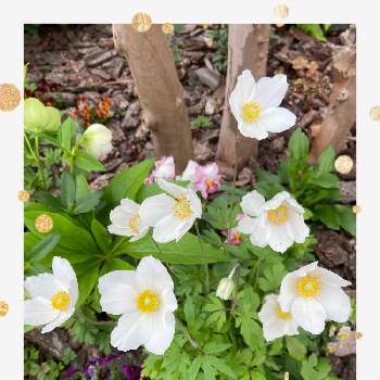 アネモネ・シルベストリスの画像 by Angelaさん | 小さな庭とアネモネ・シルベストリスと白い花と多年草と４月とおうち園芸