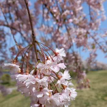枝垂れ桜♡の画像 by グリーンバムさん | お出かけ先と花のある暮らしと癒されます♡と枝垂れ桜♡