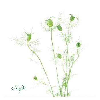 ニゲラ大好きの画像 by oharuさん | ニゲラとニゲラの花とニゲラ☘️とニゲラ大好き