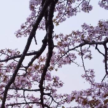 花曇りの投稿画像一覧 Greensnap グリーンスナップ