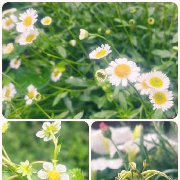 白い小花の画像 by yasuさん | 小さな庭と白い小花とオリヅルラン❇︎と ワイルドストロベリーとエリゲロン♡