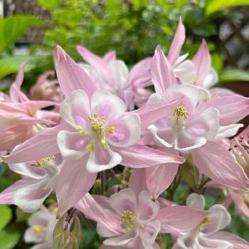 優しい色の花の投稿画像一覧 Greensnap グリーンスナップ