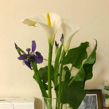 花器の画像 by ゆっきさん | あやめとカラーと春のお花と花器と菖蒲の花といけばなと花のある暮らし