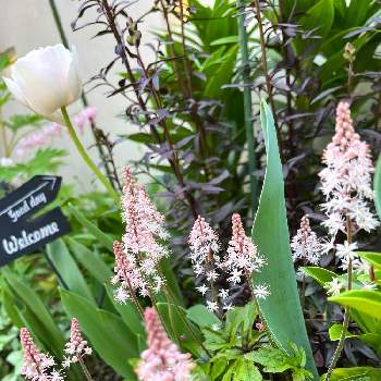 ティアレラ ピンクスカイロケットの投稿画像一覧 Greensnap グリーンスナップ