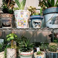 グリーンネックレス,アガベ,白うさぎ,千代田錦,銀翁玉の画像