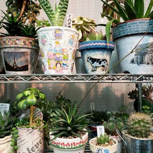 グリーンネックレス,アガベ,白うさぎ,千代田錦,銀翁玉の画像