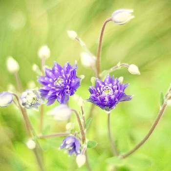 八重咲き西洋オダマキの画像 by XLCRさん | 小さな庭と西洋オダマキ　クレメンタインと八重咲き西洋オダマキと青紫色の花とグリーンアクセサリー♪と花を撮る暮らし