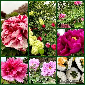 みどりのまとめの画像 by 世津ちゃんさん | 牡丹の花とみどりのまとめといなべ市農業公園