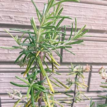 乾燥に強いの投稿画像一覧 Greensnap グリーンスナップ