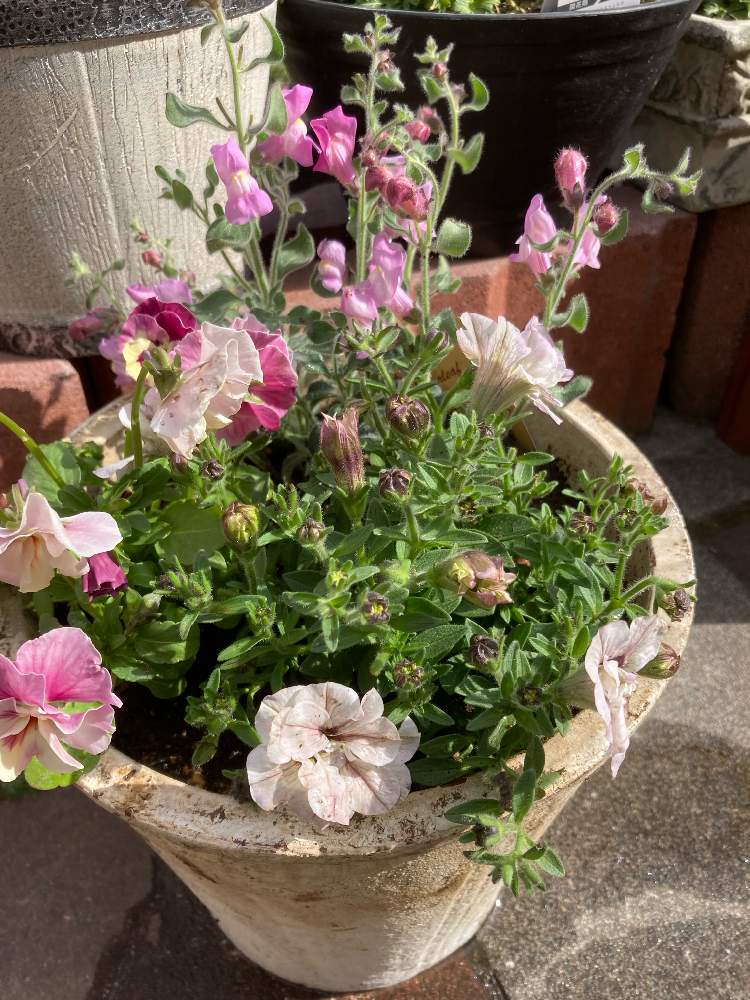 ペチュニアの投稿画像 By ミッチーさん 金魚草とパンジーと小さな庭とビオラ パンジーとピンクの花と北国と寄せ植えと百合が原公園と金魚草 とペチュニア と北海道とビオラ パンジーとピンクの花と北国と寄せ植えと百合が原公園と金魚草 とペチュニア と北海道
