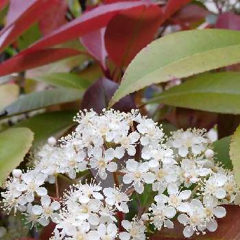 レッドロビンの花の投稿画像一覧 Greensnap グリーンスナップ