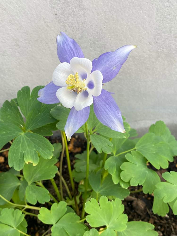 西洋オダマキの投稿画像 By ふみさん 水色の花と花壇と可愛い花と西洋オダマキ と オダマキと成長記録と花のある暮らしとオダマキ と宿根 多年草とかわいい花と水色の花と花壇と可愛い花と西洋オダマキ と オダマキと成長記録と花のある暮らしとオダマキ と宿根