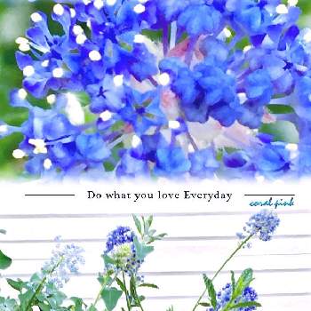 カリフォルニアライラック の投稿画像一覧 Greensnap グリーンスナップ