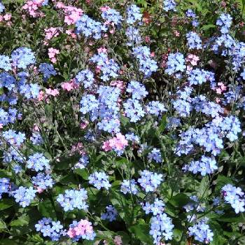 ワスレナグサ(わすれな草)の画像 by かしすさん | ワスレナグサ(わすれな草)とピンクの花と青い花とおでかけ先
