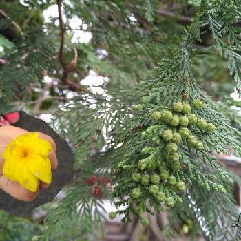 木の実の画像 by かなちゃんさん | お出かけ先とウンナンオウバイと木の実とあめふりと❁月参りと黄色い花