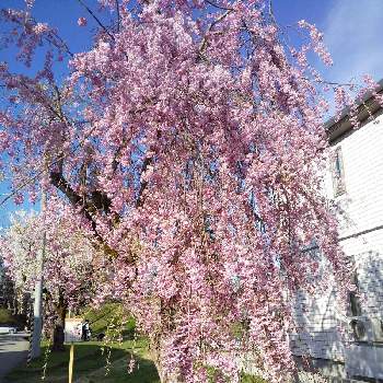 しだれ桜の画像 by ノッコちゃんさん | お出かけ先としだれ桜と可憐な花と大切な癒やしと可愛い❤とおきにいり ♡と大好きなお花♡とピンクは大好きな色〜♡と♥︎すてき♥︎と花のある暮らし
