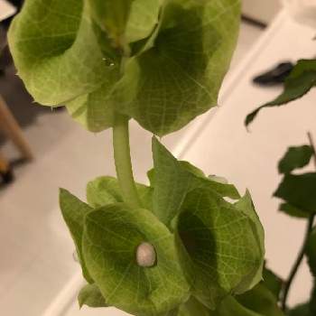 モルセラの投稿画像一覧 Greensnap グリーンスナップ