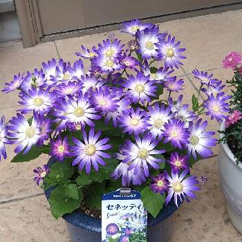 セネッティ ブルーウィズピンクの投稿画像一覧 Greensnap グリーンスナップ