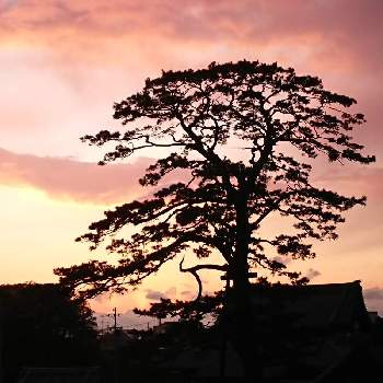 大木の画像 by キヨウセンさん | バルコニー/ベランダと大木と夕焼けと思い出と風景とそらとくも☁