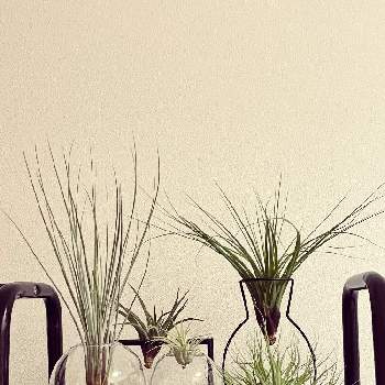 ジュンセアの画像 by あきさん | 棚とジュンセアとスキディアーナとメラノクラテルとイオナンタとベルティナと100均雑貨とわたしの家の観葉植物