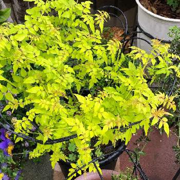 ジャスミン フィオナサンライズの投稿画像一覧 Greensnap グリーンスナップ