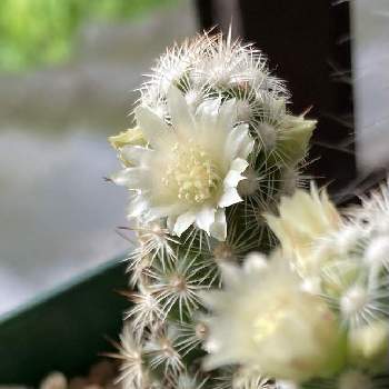 ナフコの投稿画像一覧 Greensnap グリーンスナップ