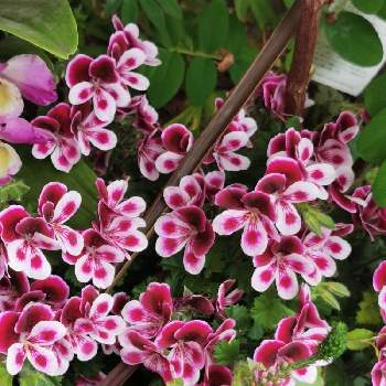 さいたま新都心駅の投稿画像一覧 Greensnap グリーンスナップ